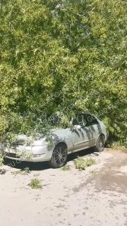 Дерево упало на автомобили, повредив четыре машины